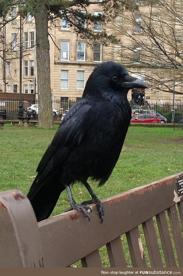 My fluffy headed crow friend that I feed