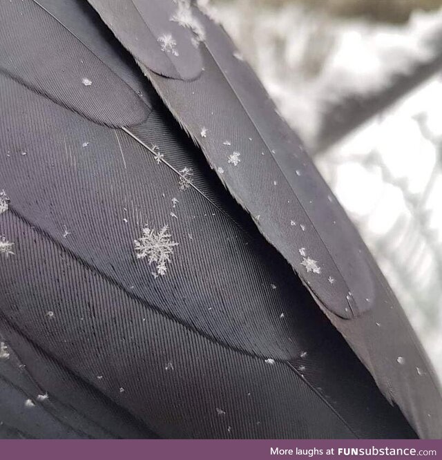 Snowflake on a crow's wing