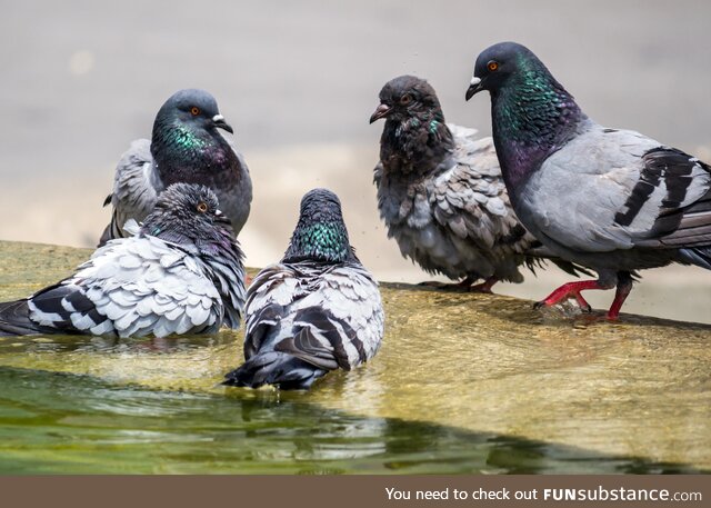 The council of pigeons is plotting it's next move