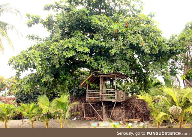 A Tree House by the Beach