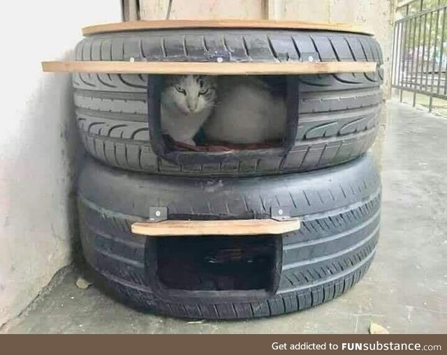 Winter shelter for stray cats