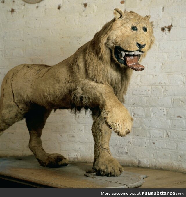 The Lion of Gripsholm Castle, a poorly taxidermied lion from 18th century Sweden