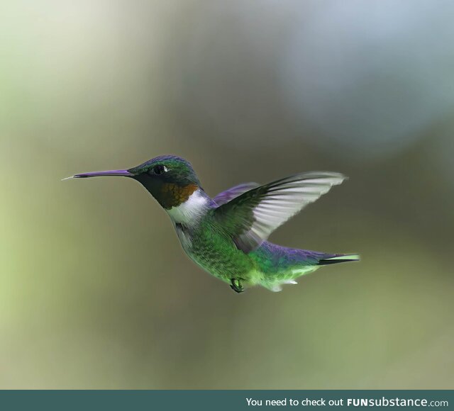 Taken by my brother in law at our hummingbird feeder. I thought it deserved to be seen