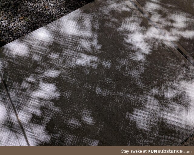 A tree's shadow from an LED array looks like a video game with graphics quality set to