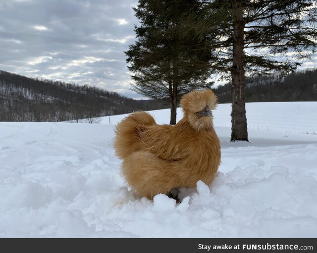 [OC] Pumpkin in the Snow