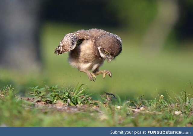 Baby owl trying to fly