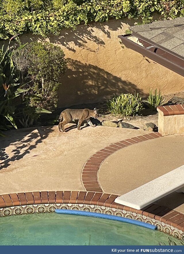 [OC] This kitty has been lurking in the backyard for a couple hours now. San Diego, CA