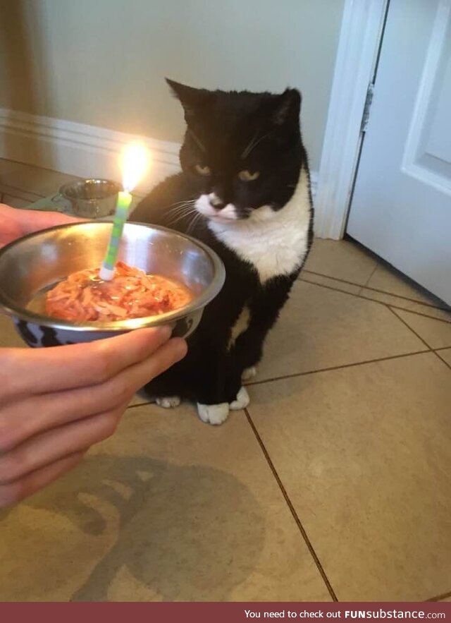 "My disappointment is immeasurable and my day is ruined." - Happy 19th Birthday to my cat!