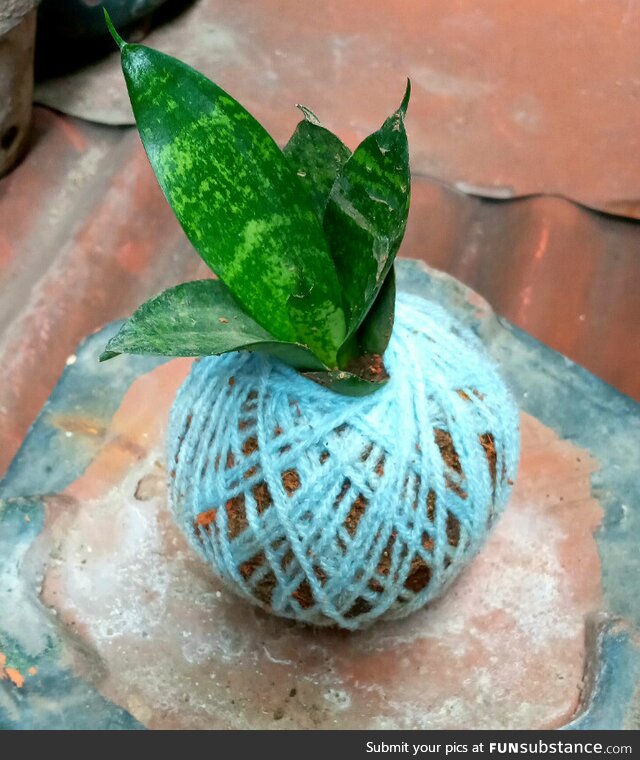 Snake plant kokedama