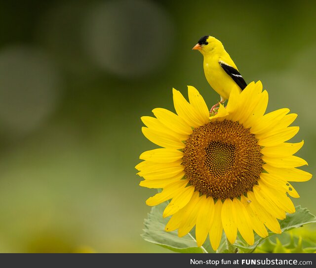 An American goldfinch on a sunflower in the heart of Delaware [OC]