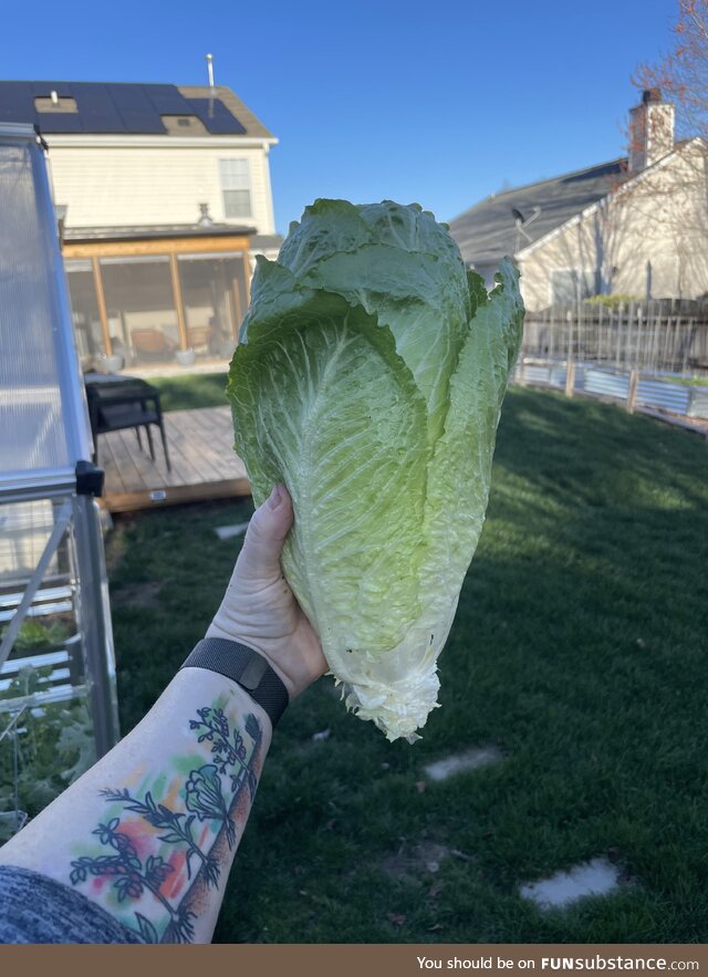 [OC] Nothing like homegrown romaine in the spring!