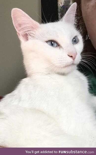 This cat’s name is Tilda Swinton