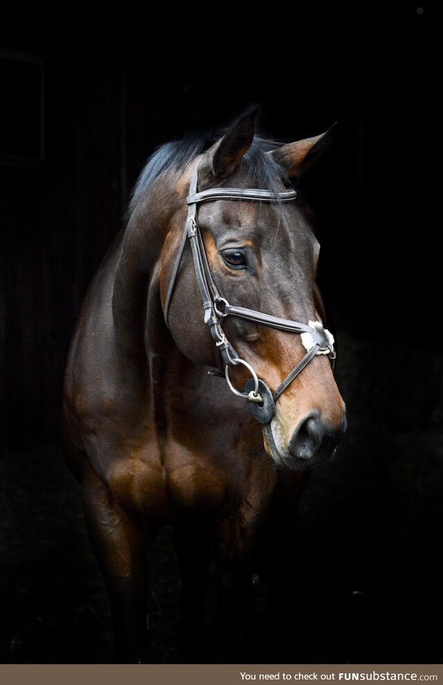 Took some photos of this handsome guy the other day