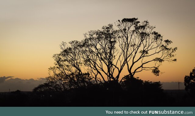 A Gum Tree at Sunrise