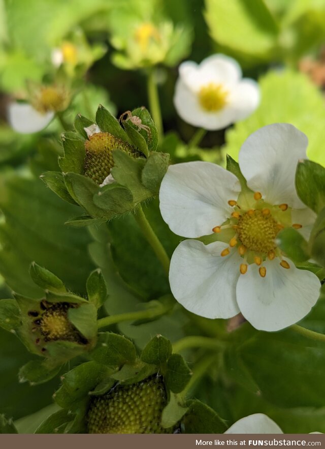 Guarding strawberries