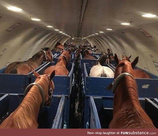 Horses on a plane