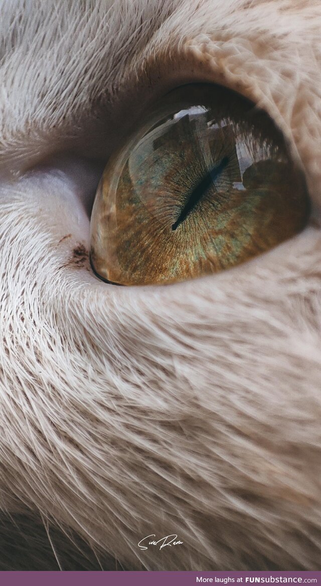 ITAP of a cat's eye