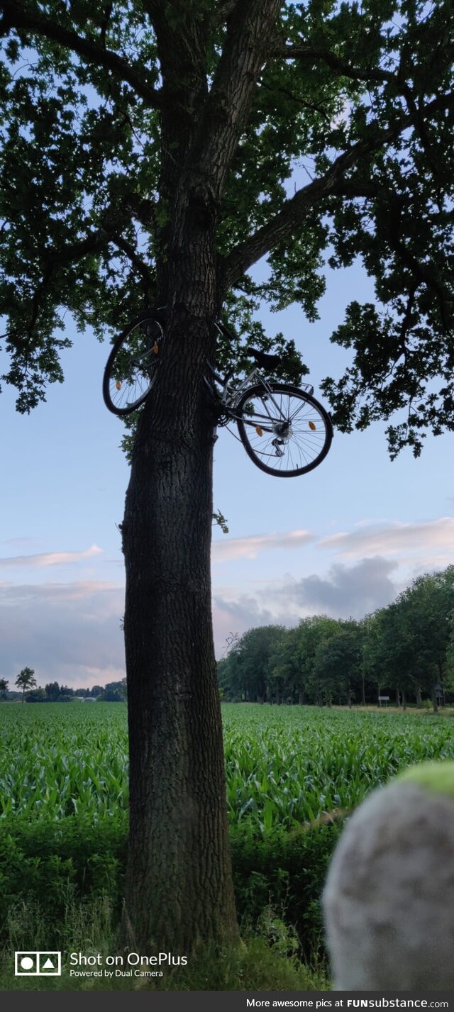 Where the bicycles grow