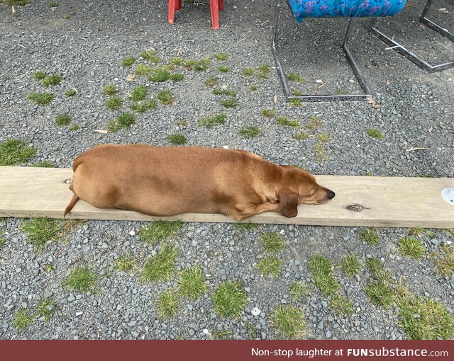 Dog takes up planking