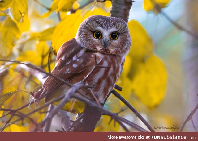 Northern saw-whet owl at a local park [OC]