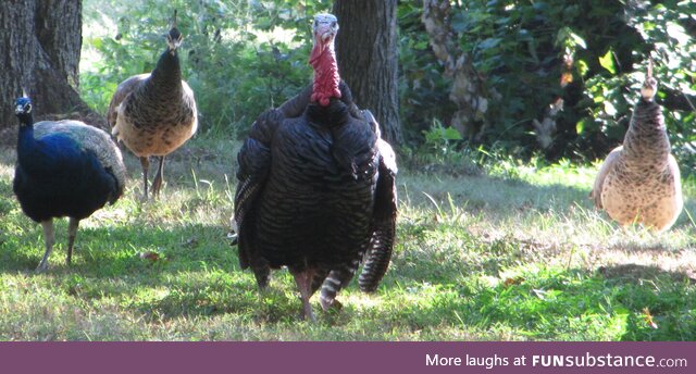 Turkman and The Peacock Posse