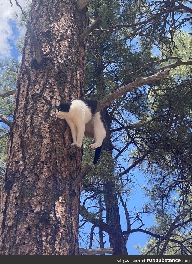 Cat looking for a nice view of the Grand Canyon is rescued from pine tree