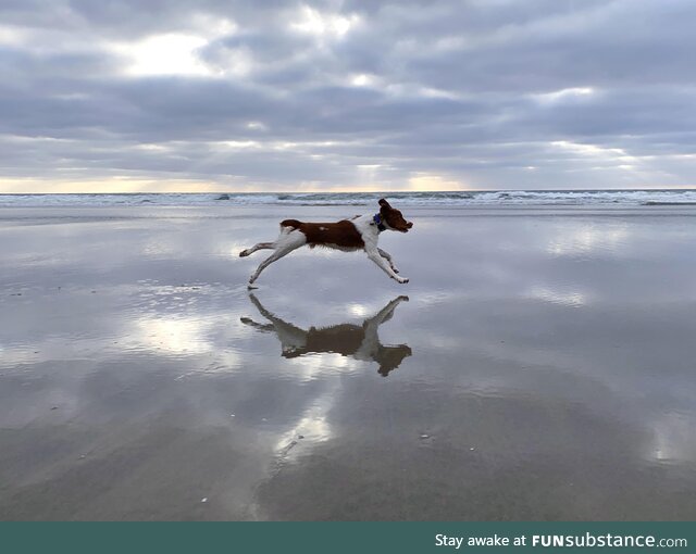 [OC] Pure happiness is running free at the beach!