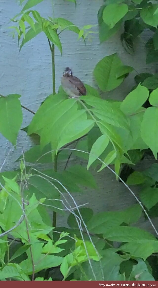 [OC] Cardinal fledgling that left the nest for the first time a few minutes ago!!!