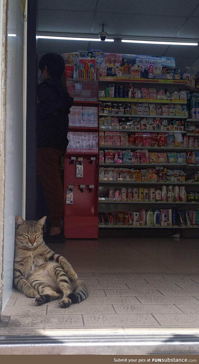 Sleepy cat guarding a 7-11