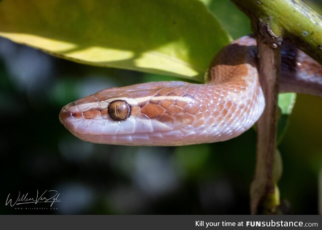 Brown House Snake (Boaedon capensis) from Worcester, Western Cape. Harmless