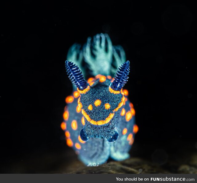 A nudibranch from Taiwan's Green Island. Photo by AOI Joe-Chang