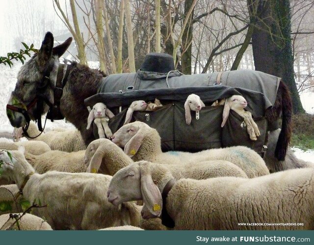 Donkey nanny, Lombardy, Italy