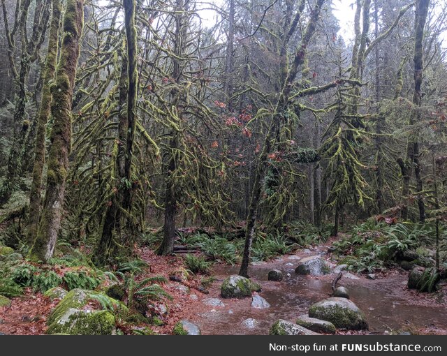 Pacific Northwest during the rainy season