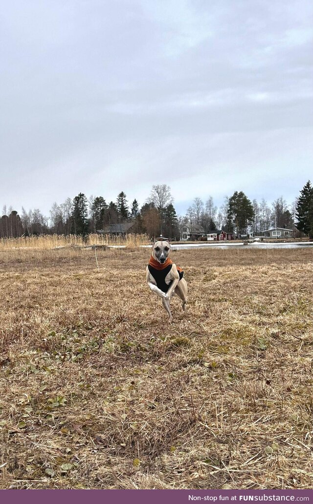 Having fun in a finnish field