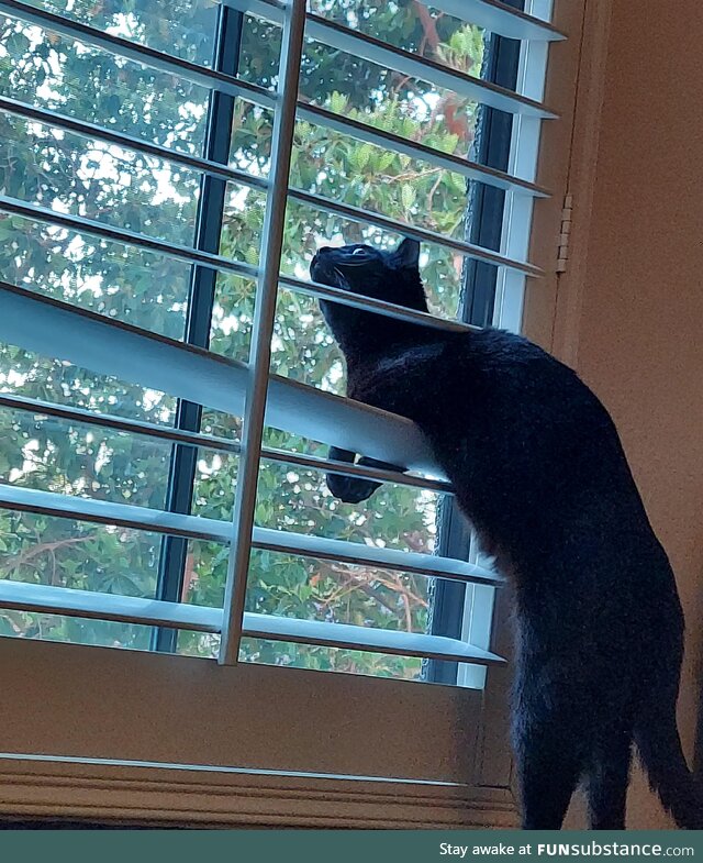 Early morning bird watching