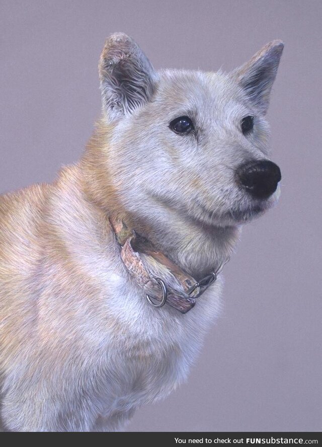 Pastel drawing of Foxy, the Shiba Inu, sadly departed (OC)