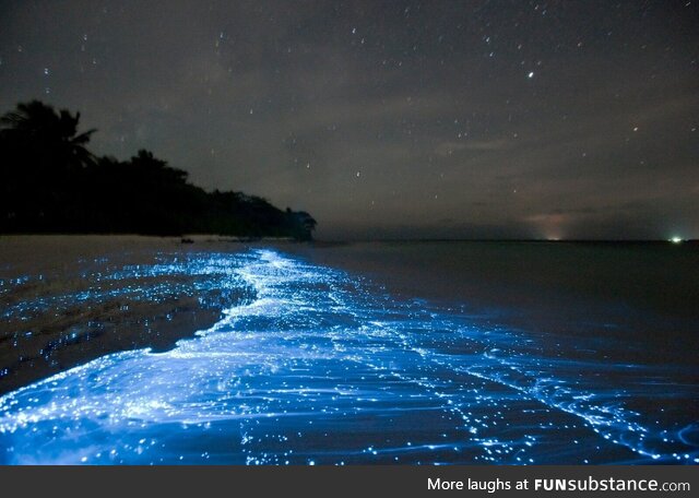 Bioluminescent Phytoplankton in Vaadhoo Island