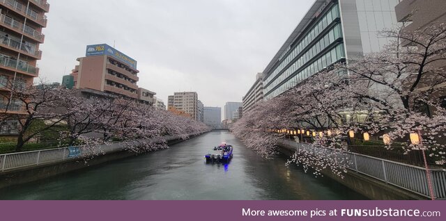 Cherry blossom season has started in Japan