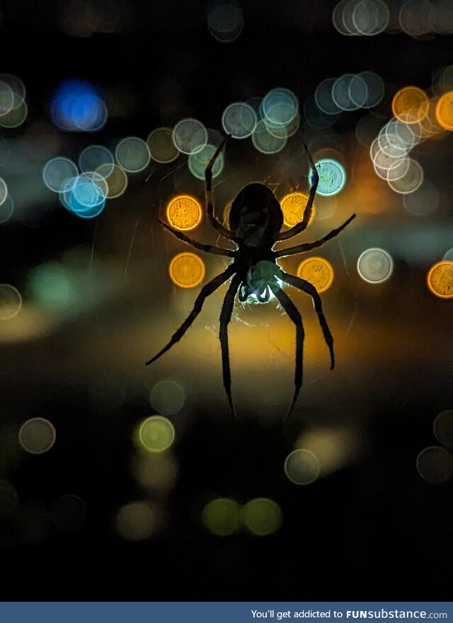 Spider on hotel window