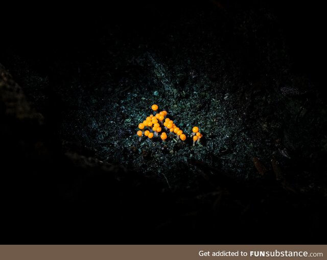 This is the fruiting body of a slime mold, called Salmon eggs, that is found on decaying