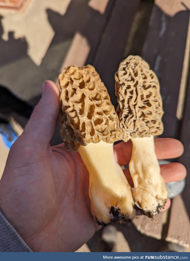 Morel mushrooms