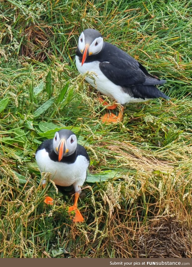 Two cute Puffins [OC]