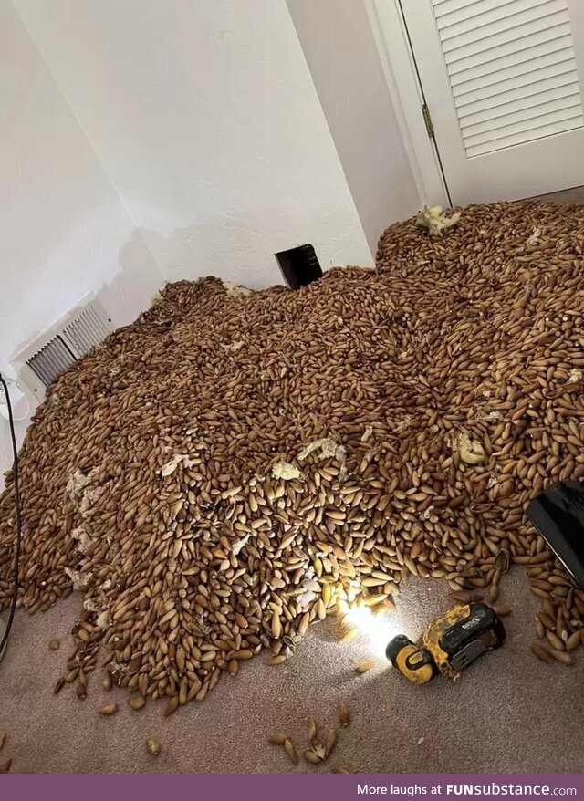 Woodpecker's stash of acorns is removed from the walls of a house