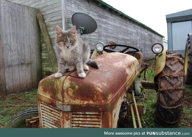 A one-eyed barn cat named “Pirate Man”