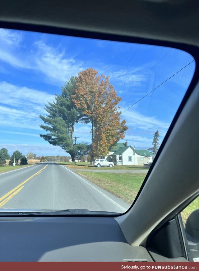 This tree near my boyfriend’s house looks so cool in the fall