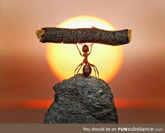 Photographer Andrey Pavlov takes the most mind-blowing photographs of ants that you will