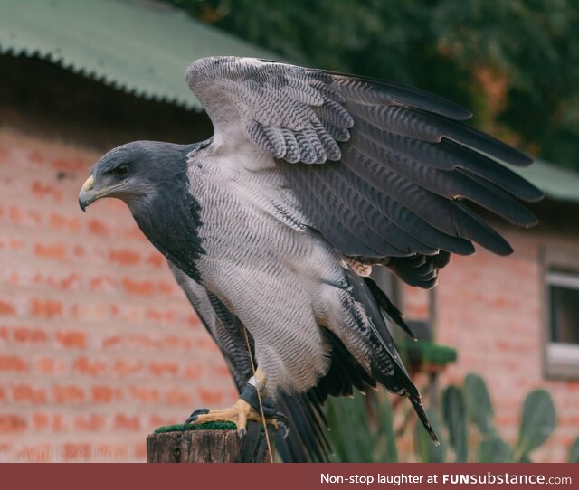 (OC) This black chested buzzard was rescued sfter being shot on her wing, she's unable to