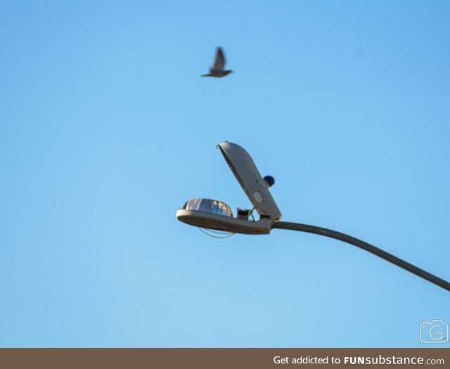 Pigeon barely escapes hungry street lamp [OC]