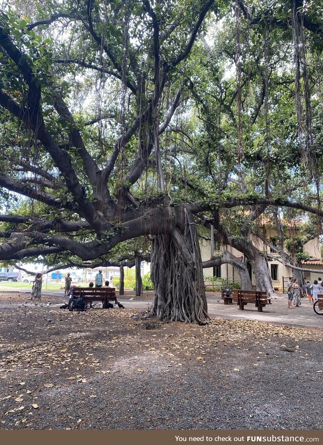 RIP to this amazing tree in Lahaina