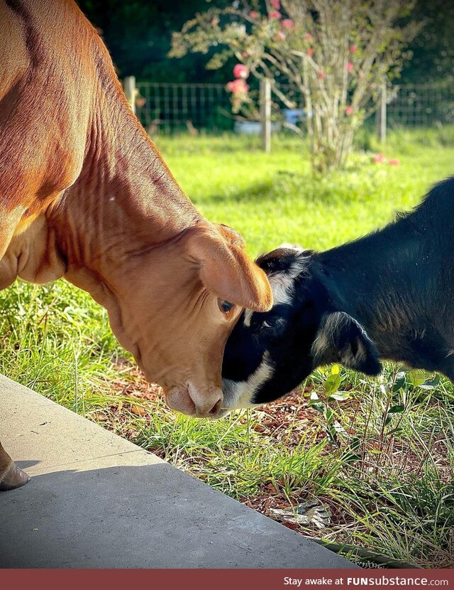 Cows have best friends that they miss when they are apart